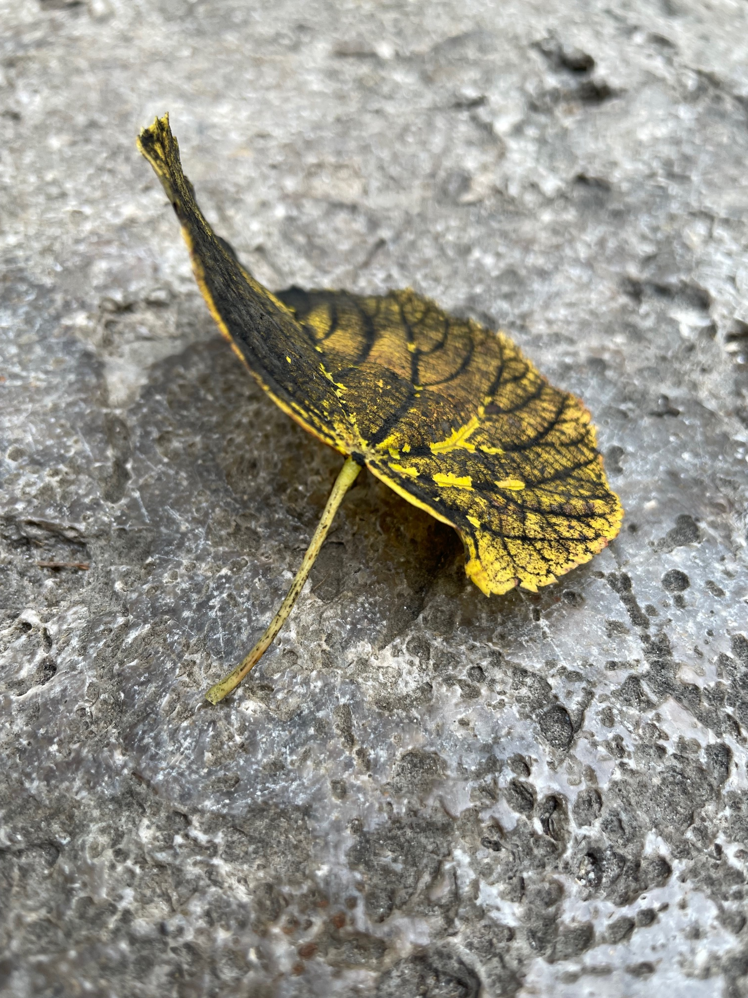 Ein einzelnes, gelb-schwarz gemustertes Herbstblatt liegt auf rauem Steinboden und steht aufrecht auf seinem Stiel, als würde es sich vorsichtig abstützen. Die Blattadern wirken wie feine, dunkle Zeichnungen, die sich über die leuchtende Oberfläche ausbreiten. Das Licht betont die fragile Struktur und den leichten Schwung des Blattes, das zugleich verletzlich und eigenwillig standhaft erscheint – wie ein winziger Moment des Innehaltens inmitten von Vergehen und Veränderung.